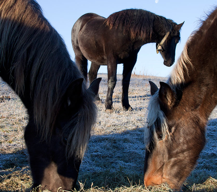 Les Attelages du Grandvaux - location chevaux