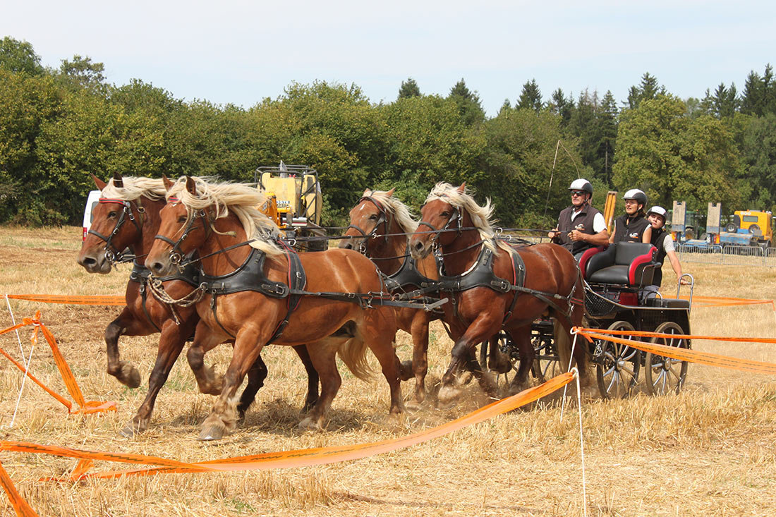 éleveur chevaux - Michel Pagnier - Les Attelages du Grandvaux