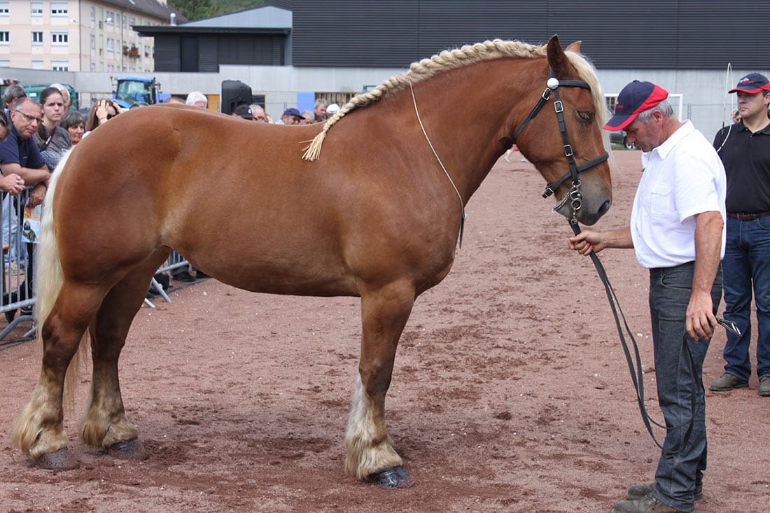 éleveur chevaux - Michel Pagnier - Les Attelages du Grandvaux